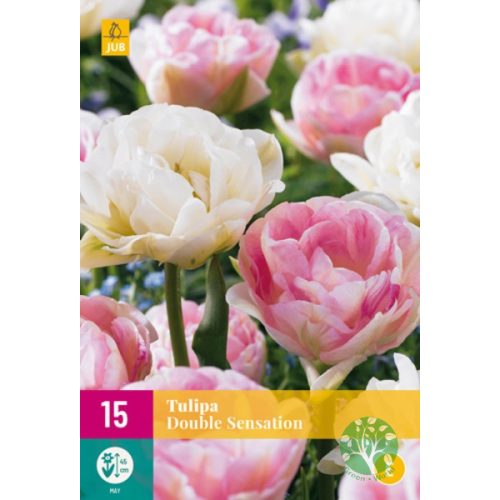 Tulipán "double sensation" 15db