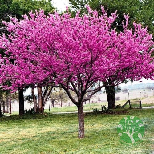 Júdásfa - cercis canadensis 80-100cm