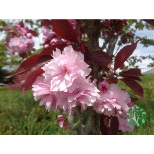 Vöröslevelú japán díszcseresznye - Prunus Serrulata Royal Burgundy