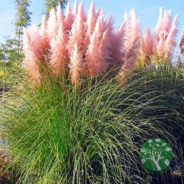 Pampafű Rosea