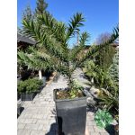 Araucaria araucana - Chilei Fenyő