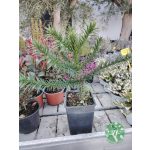 Araucaria araucana - Chilei Fenyő