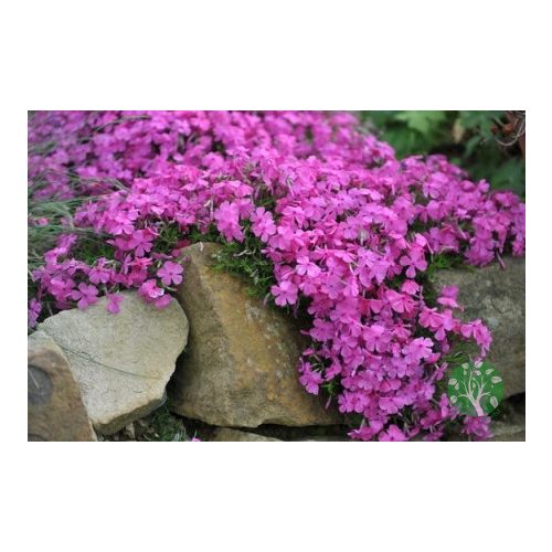 Árlevelű lángvirág - phlox subulata 'MacDaniel's Cushion'