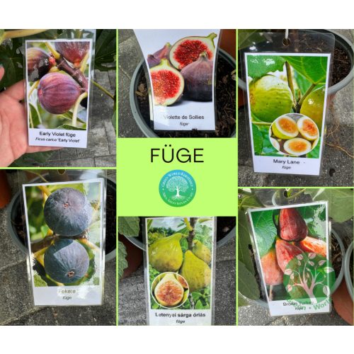 Ficus carica 'Early Violet' – Füge