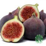 Ficus carica 'Early Violet' – Füge