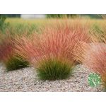 Csenkesz - Festuca 'Sunrise'
