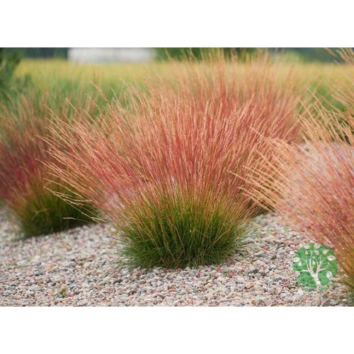 Csenkesz - Festuca 'Sunrise'