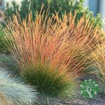 Csenkesz - Festuca 'Sunrise'