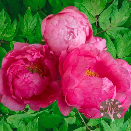 Bazsarózsa - Paeonia hybrida 'Cytherea'