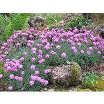 Pünkösdi szegfű - Dianthus gratianopolitanus 'Pink jewel'