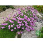 Pünkösdi szegfű - Dianthus gratianopolitanus 'Pink jewel'