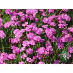 Pünkösdi szegfű - Dianthus gratianopolitanus 'Pink jewel'